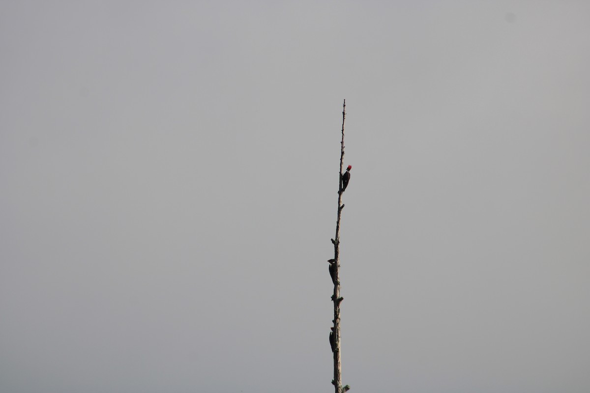 Pileated Woodpecker - ML620759792