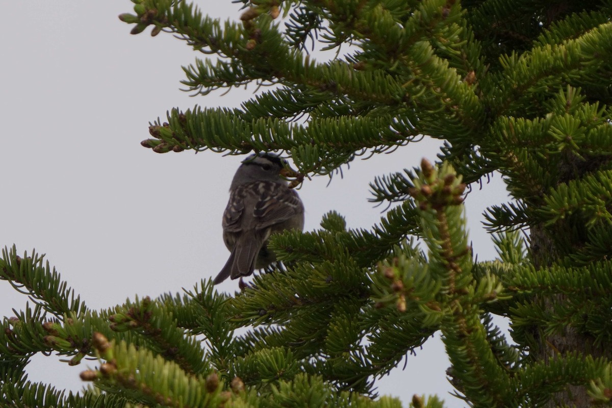 White-crowned Sparrow - ML620759796