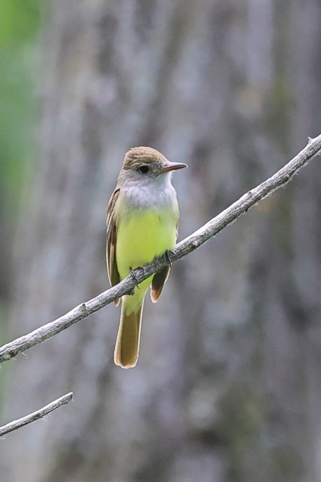 Great Crested Flycatcher - ML620759805