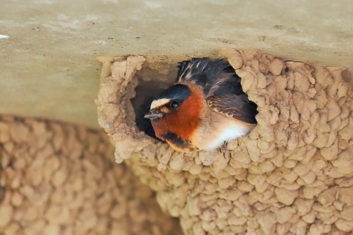 Cliff Swallow - ML620759806