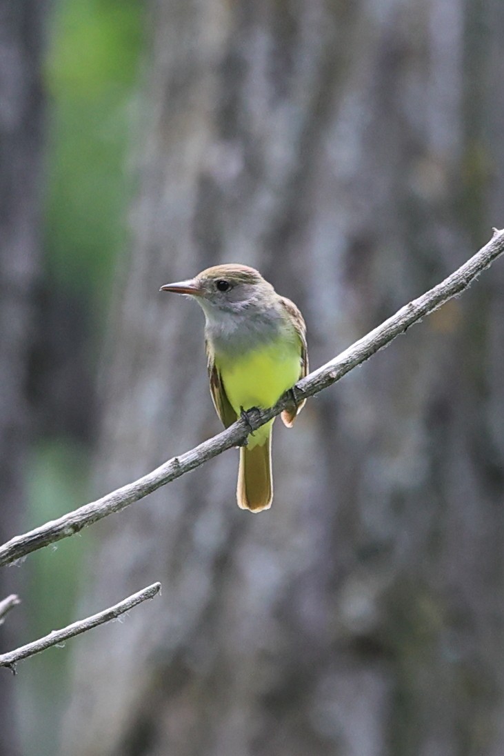 Great Crested Flycatcher - ML620759807