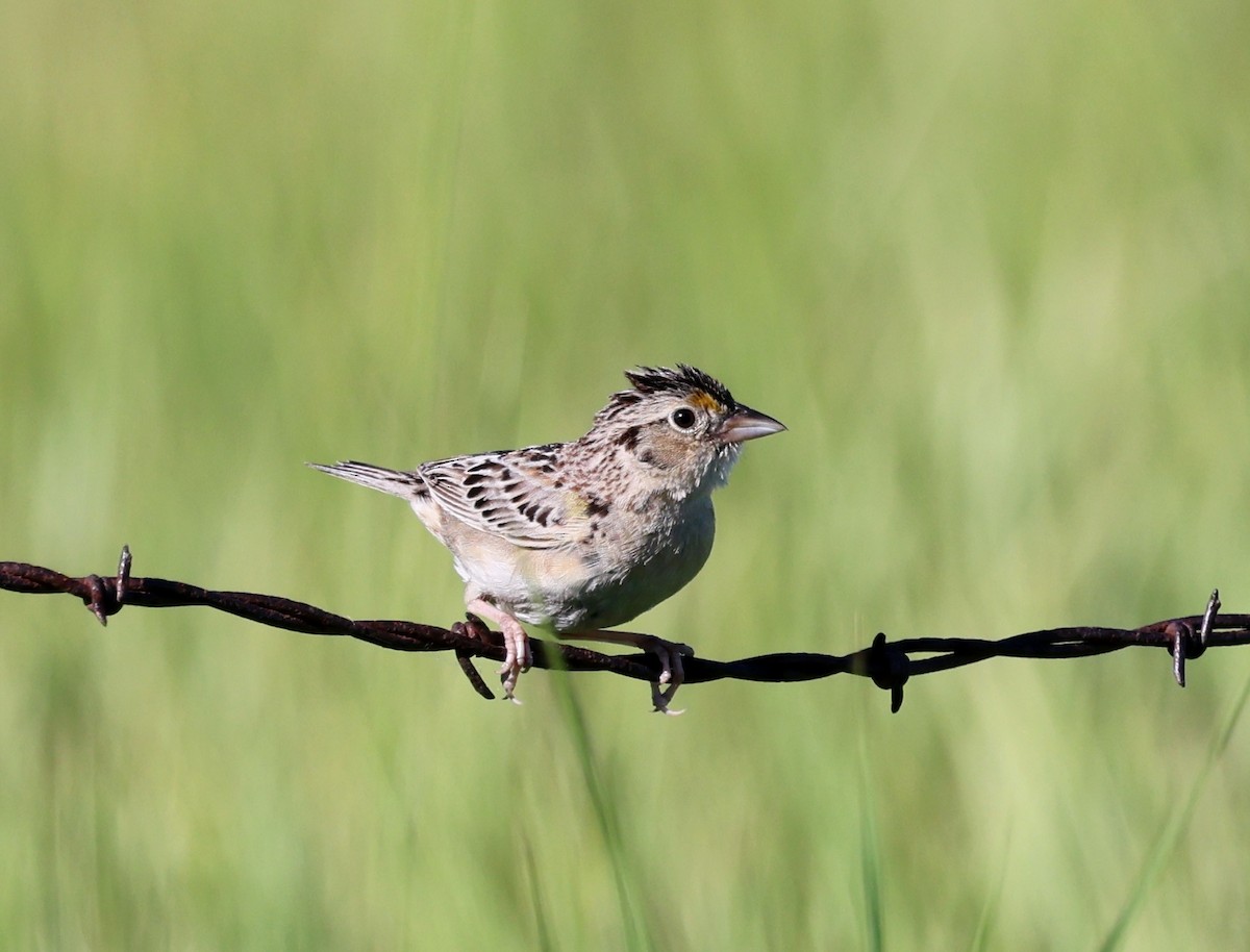 Grasshopper Sparrow - ML620759808