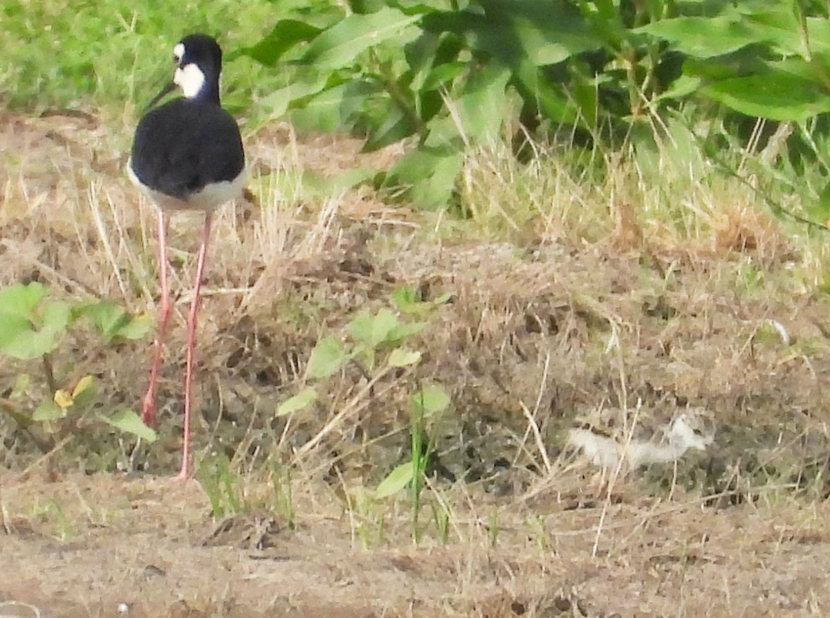 Black-necked Stilt - ML620759809