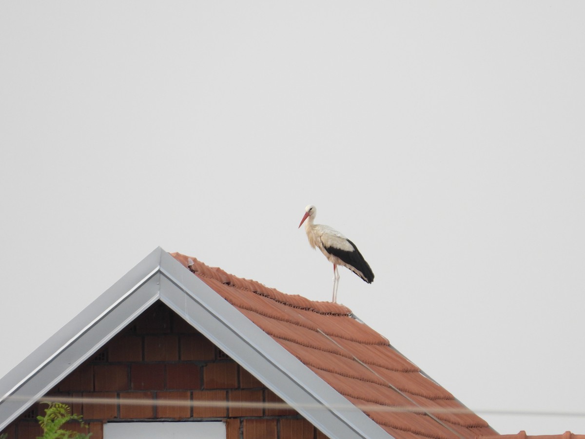 White Stork - Danka Jaksic