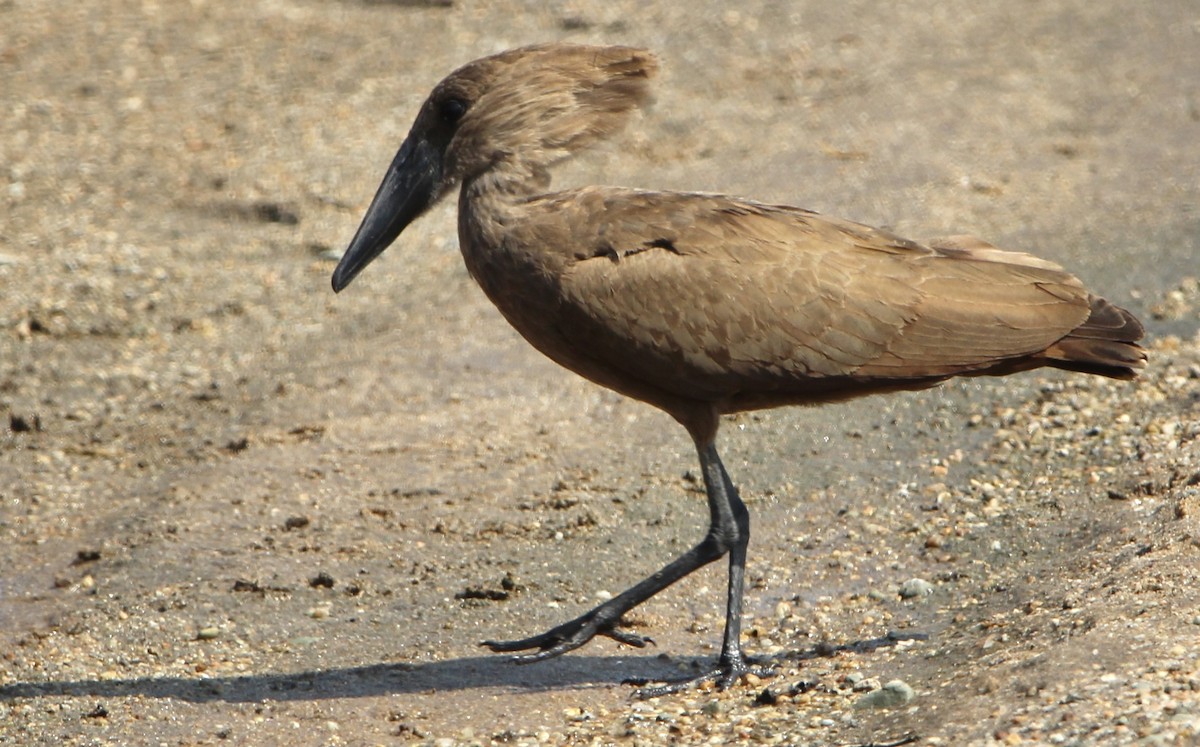 Hamerkop - ML620759814