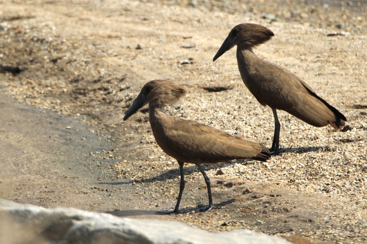 Hamerkop - ML620759815