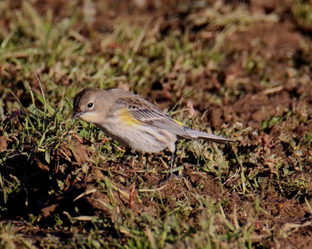 Yellow-rumped Warbler - ML620759818