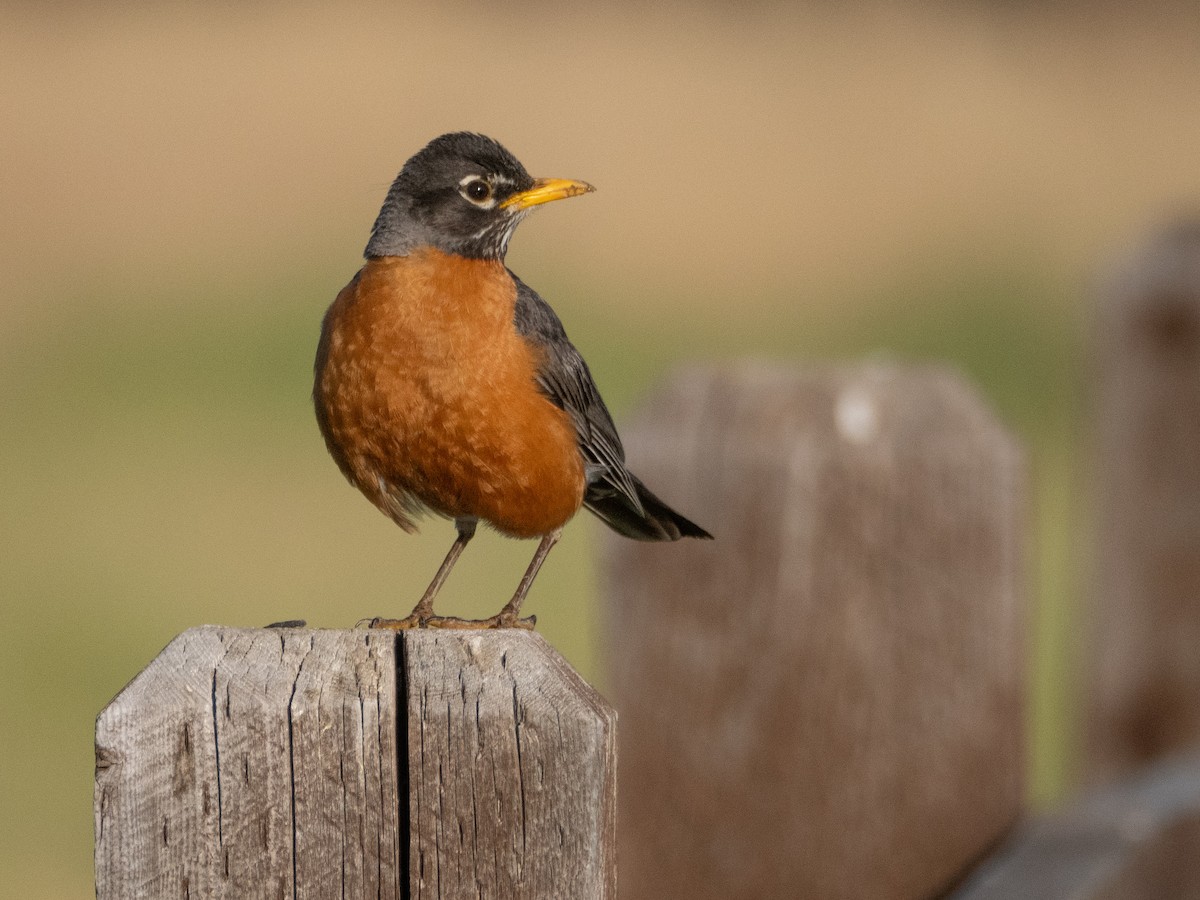 American Robin - ML620759823