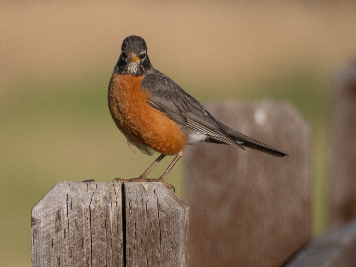 American Robin - ML620759824