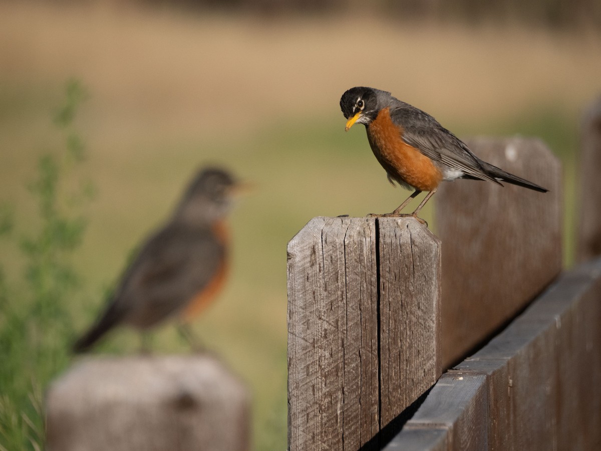 American Robin - ML620759825