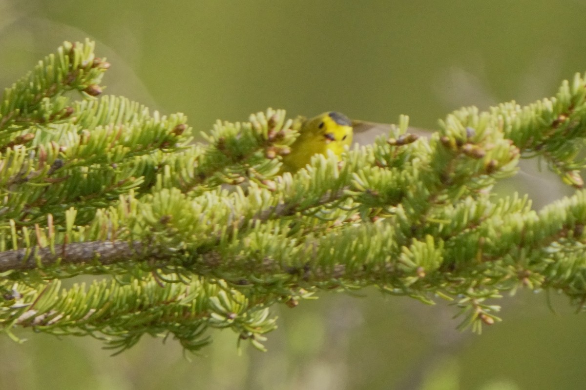 Wilson's Warbler - ML620759827