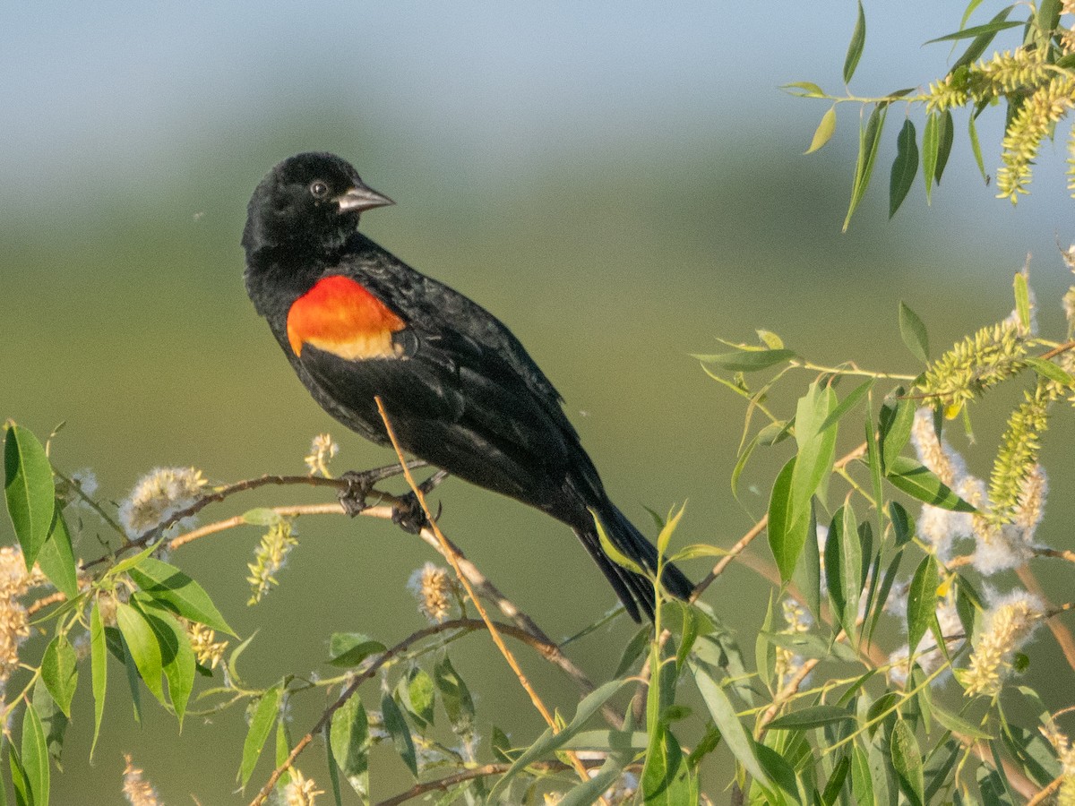 Red-winged Blackbird - ML620759828