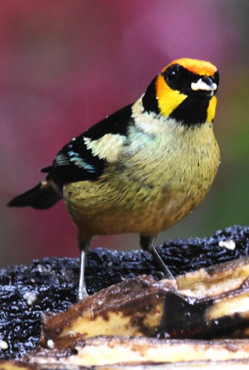 Flame-faced Tanager - Old Sam Peabody