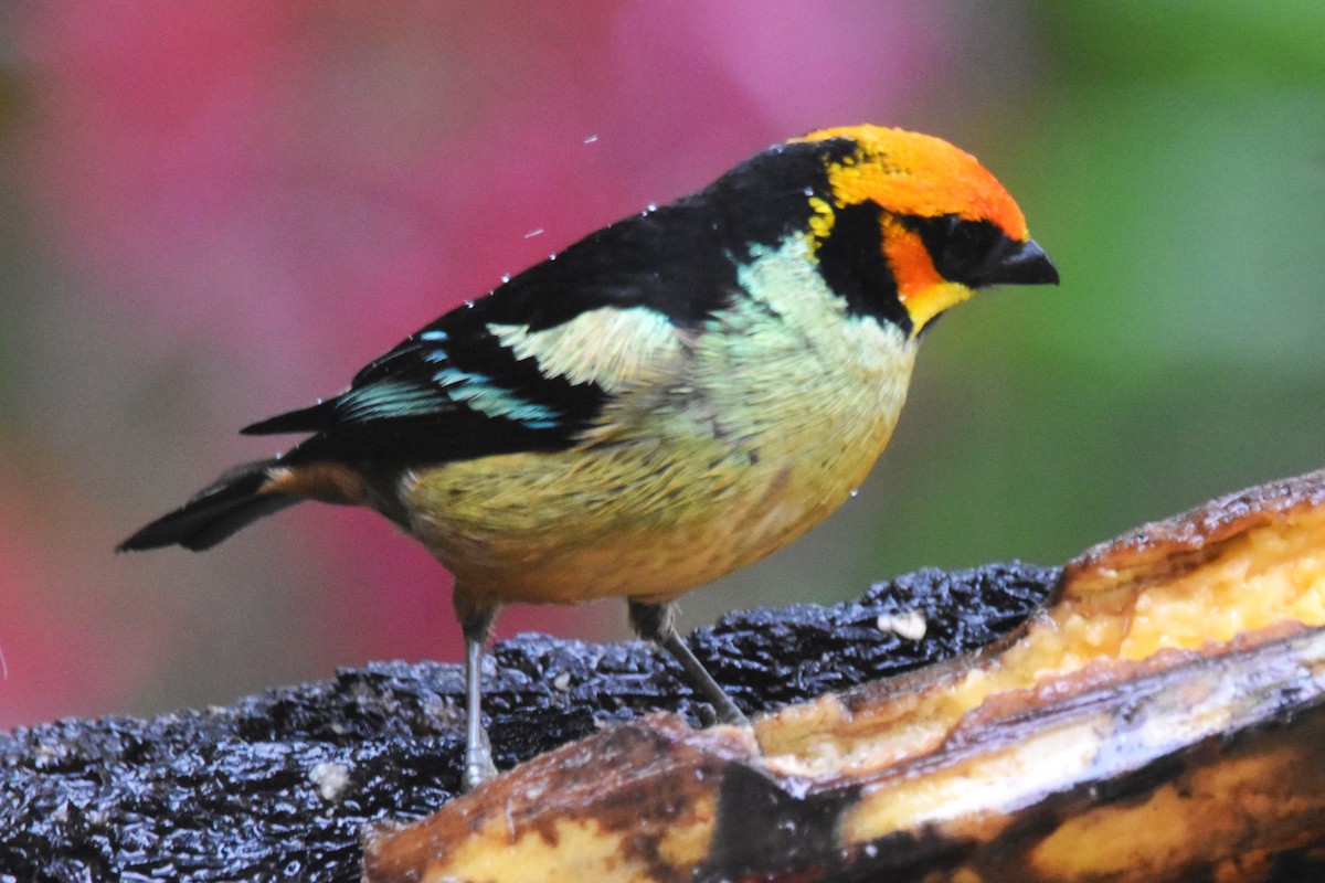 Flame-faced Tanager - ML620759830