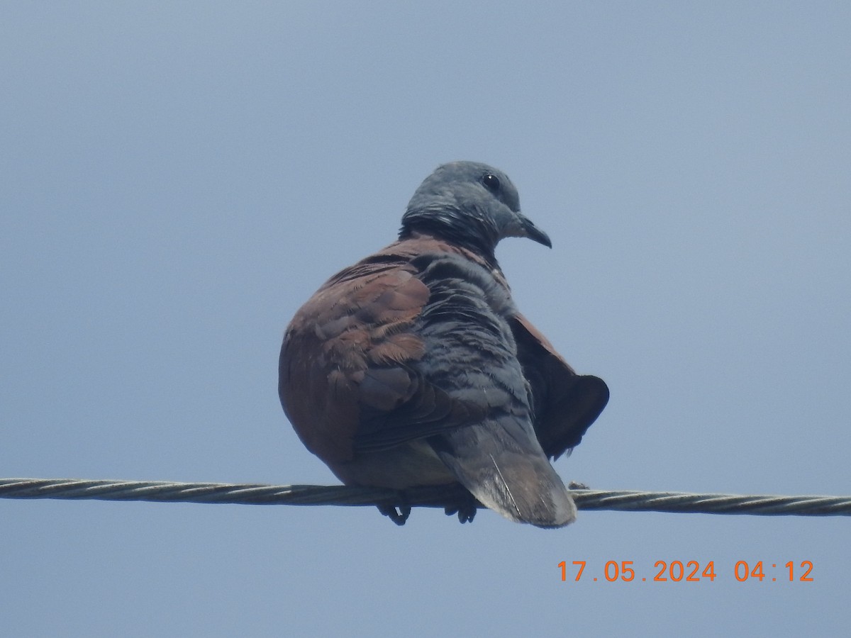 Red Collared-Dove - ML620759831