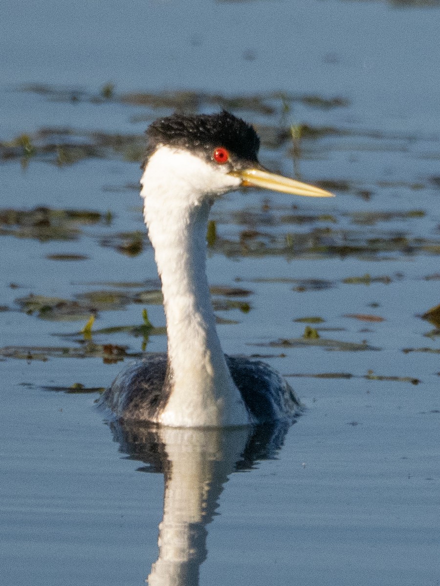 Western Grebe - ML620759833