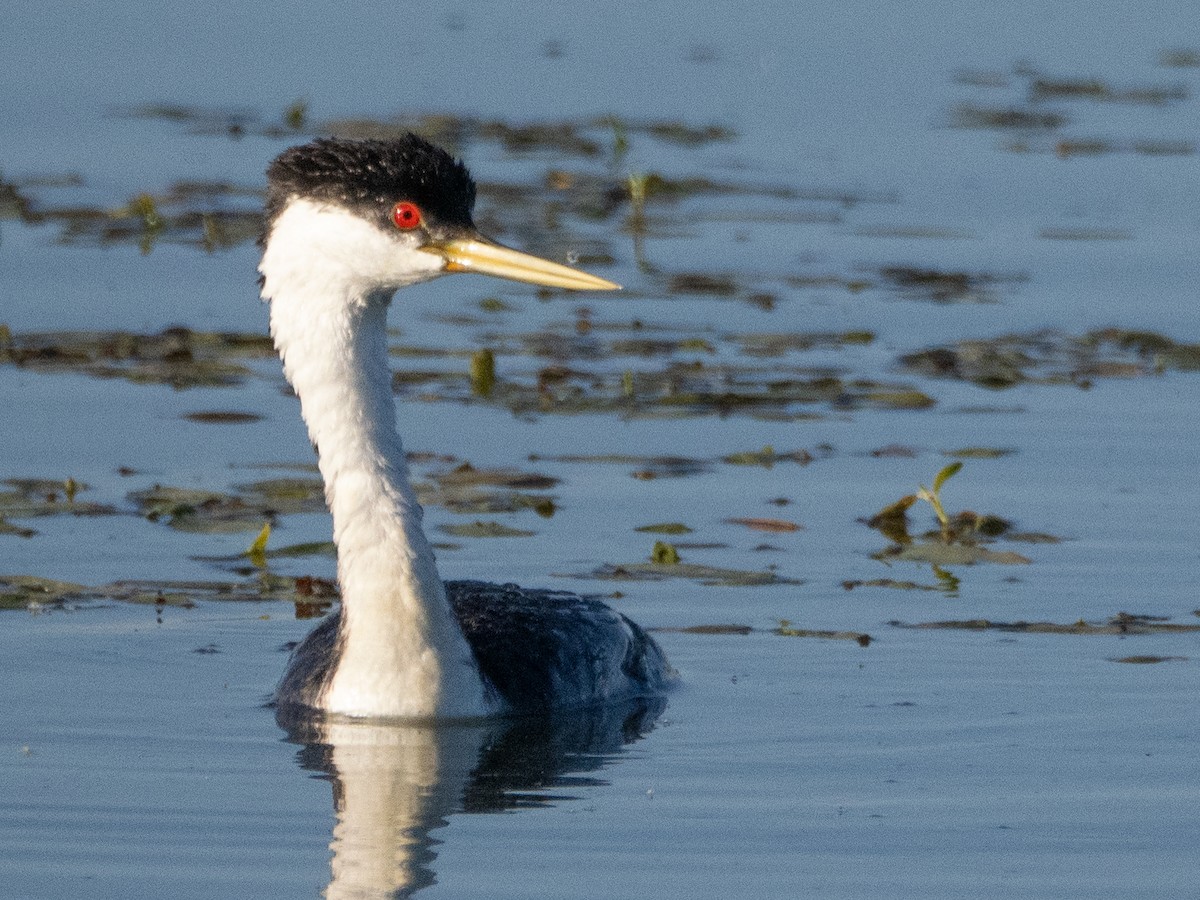 Western Grebe - ML620759835