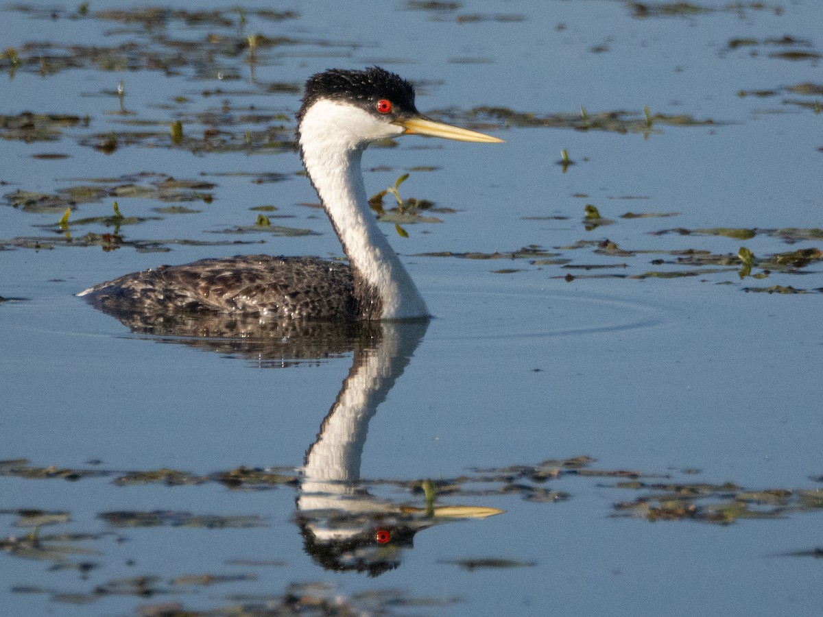 Western Grebe - ML620759836