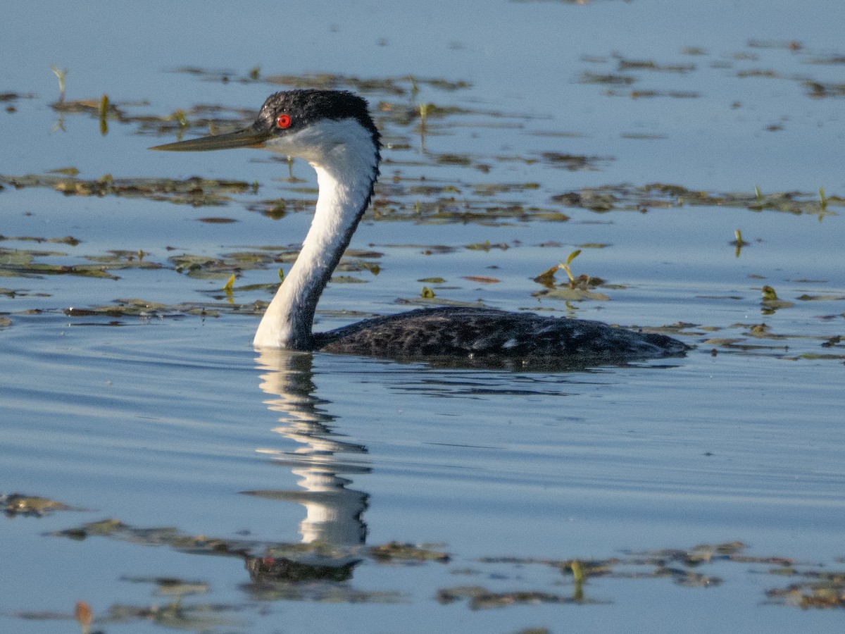 Western Grebe - ML620759837