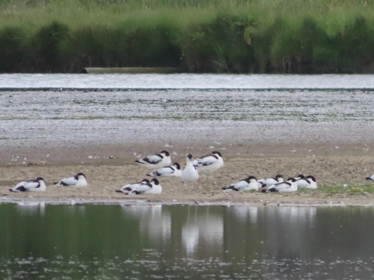 Pied Avocet - ML620759839