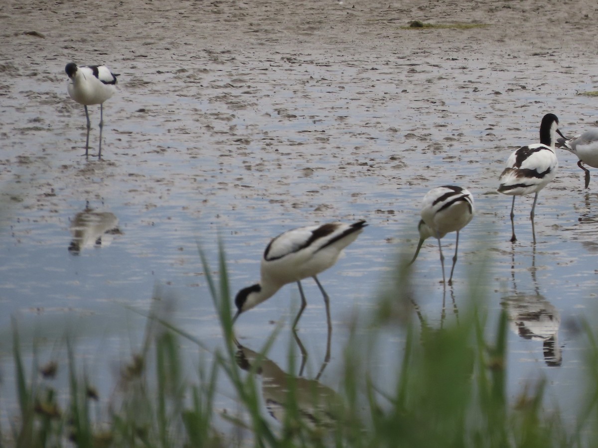 Pied Avocet - ML620759840