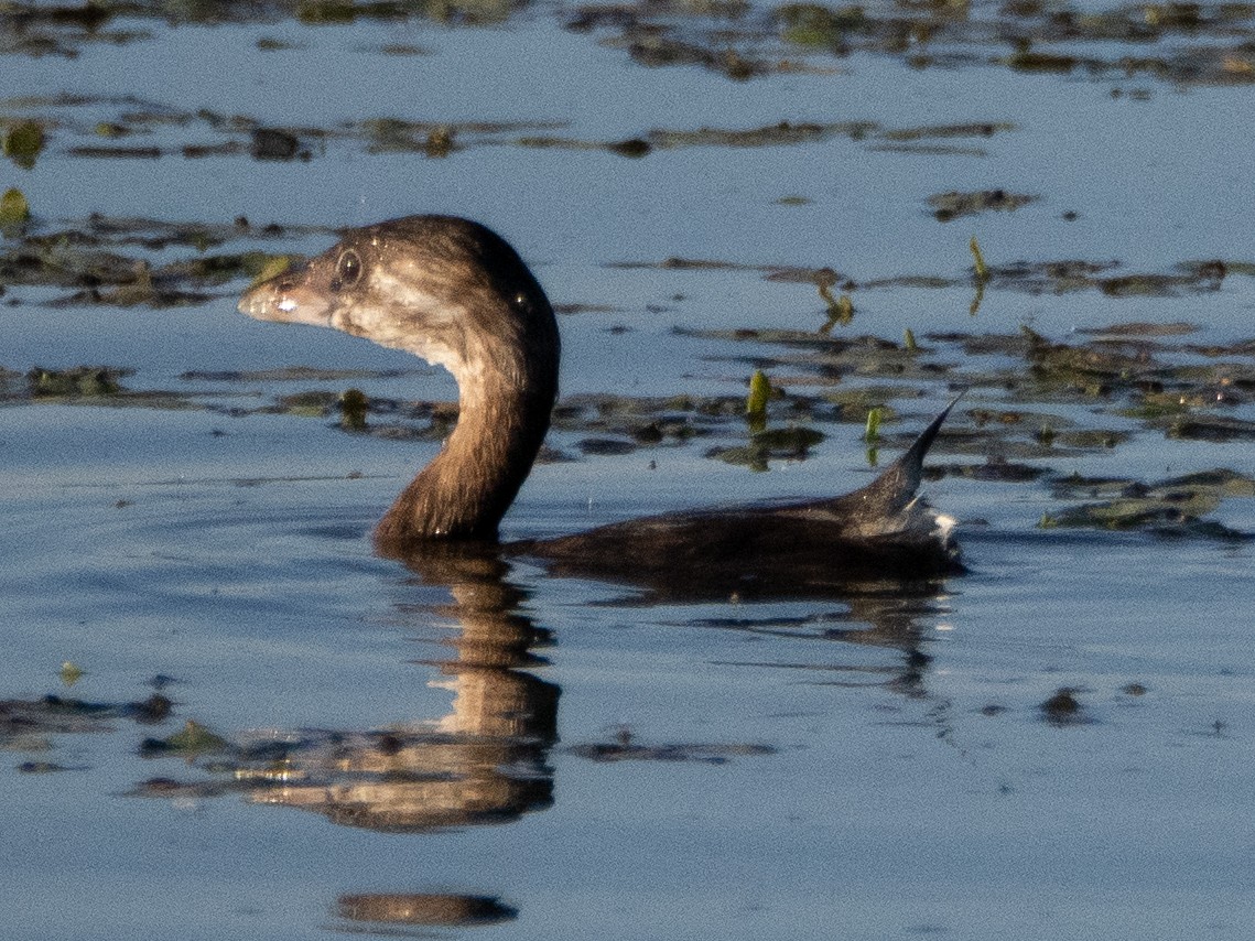 Pied-billed Grebe - ML620759841