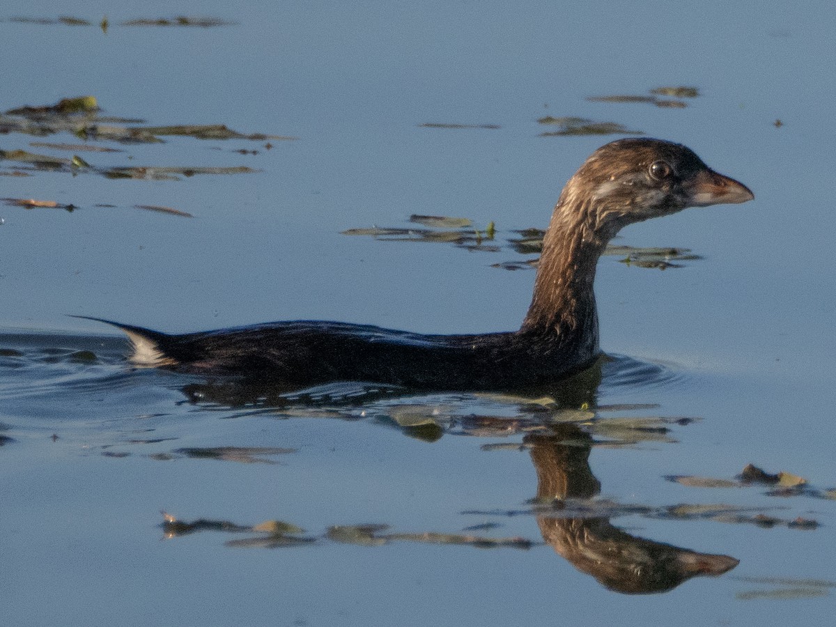 Pied-billed Grebe - ML620759842