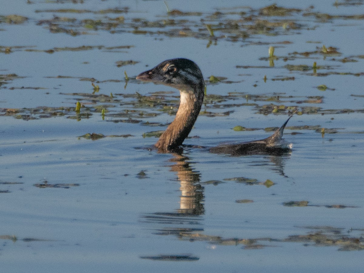 Pied-billed Grebe - ML620759843