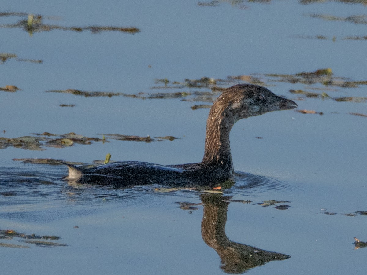 Pied-billed Grebe - ML620759844