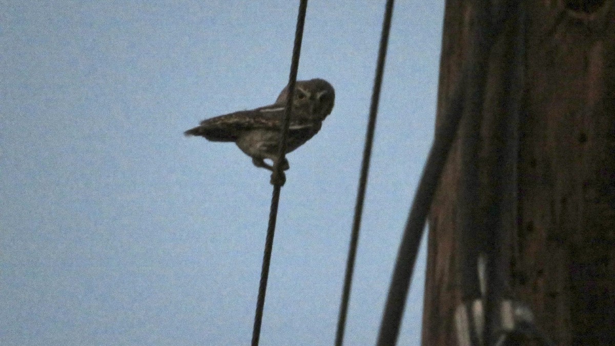 Elf Owl - ML620759851