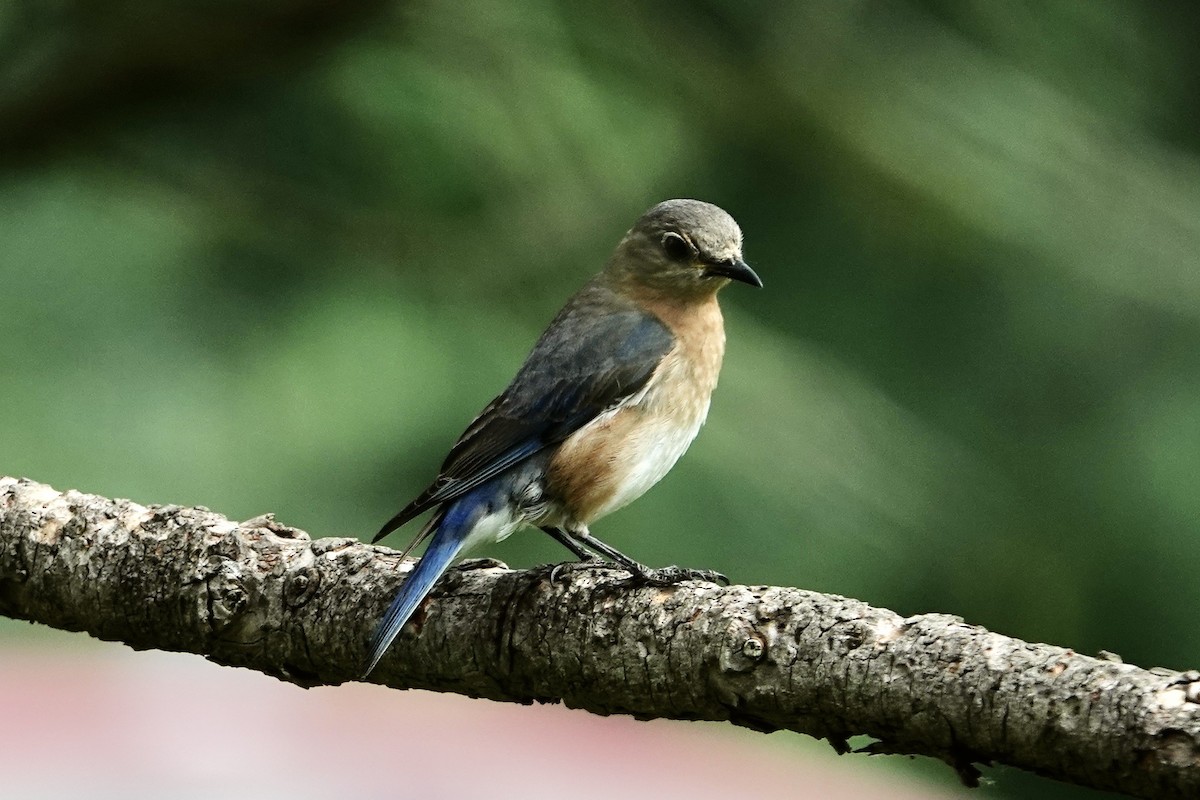 Eastern Bluebird - ML620759853