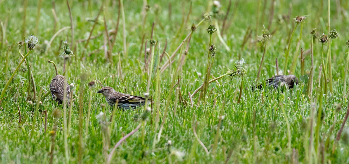 Pine Siskin - ML620759860