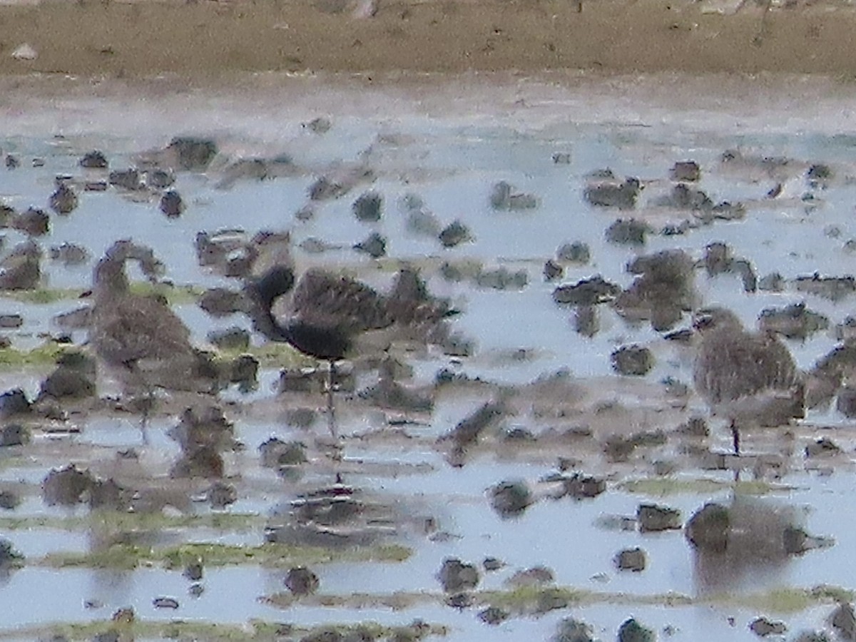 Black-bellied Plover - ML620759864