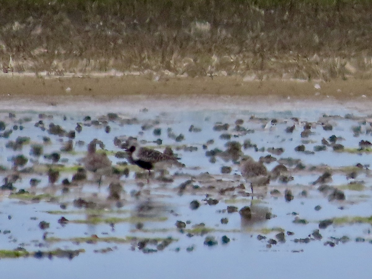 Black-bellied Plover - ML620759865