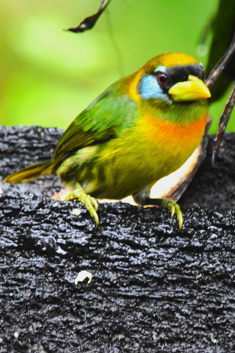 Red-headed Barbet - ML620759906