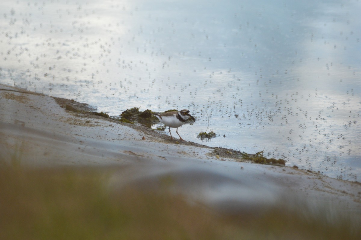 Little Ringed Plover - ML620759910