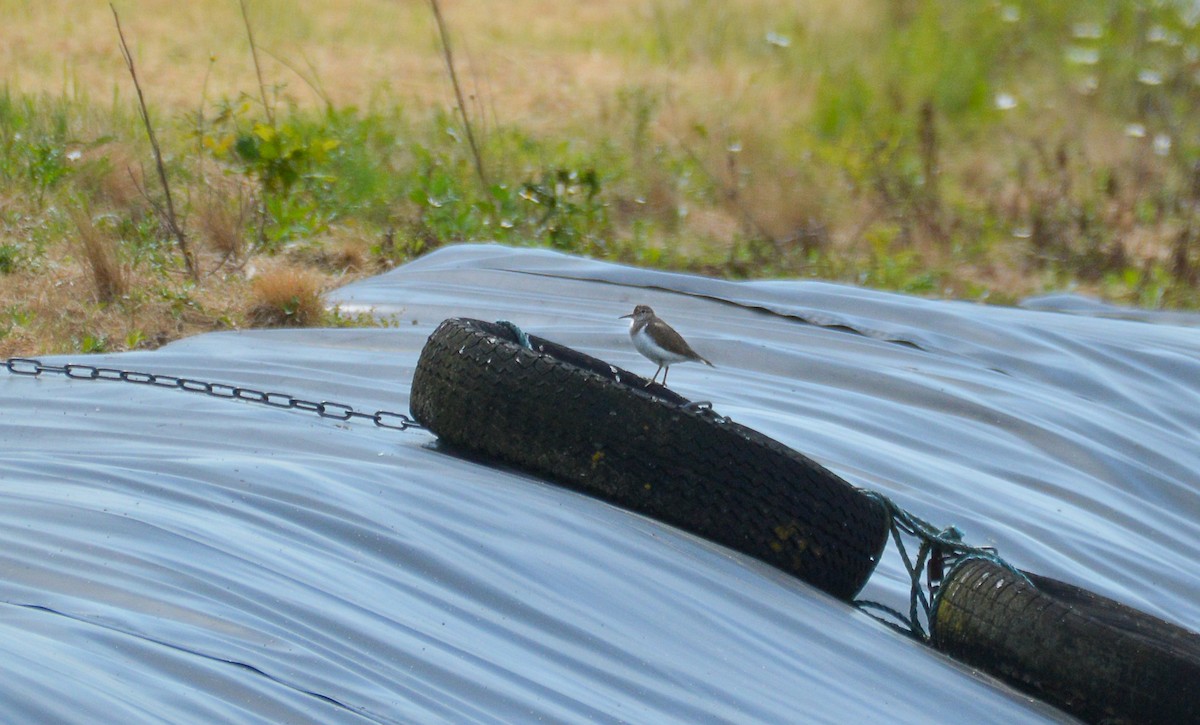 Common Sandpiper - ML620759913