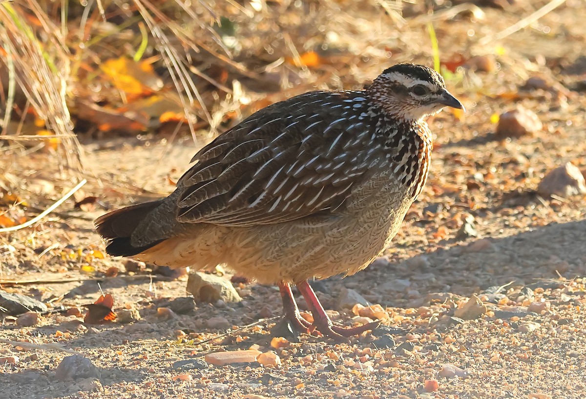 Crested Francolin - ML620759919