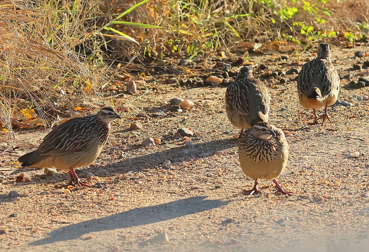 Crested Francolin - ML620759920