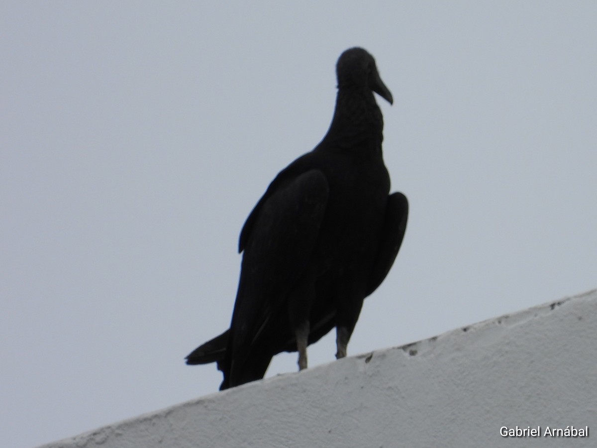 Black Vulture - ML620759922