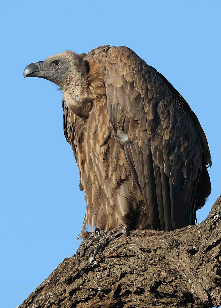 White-backed Vulture - Gareth Hughes