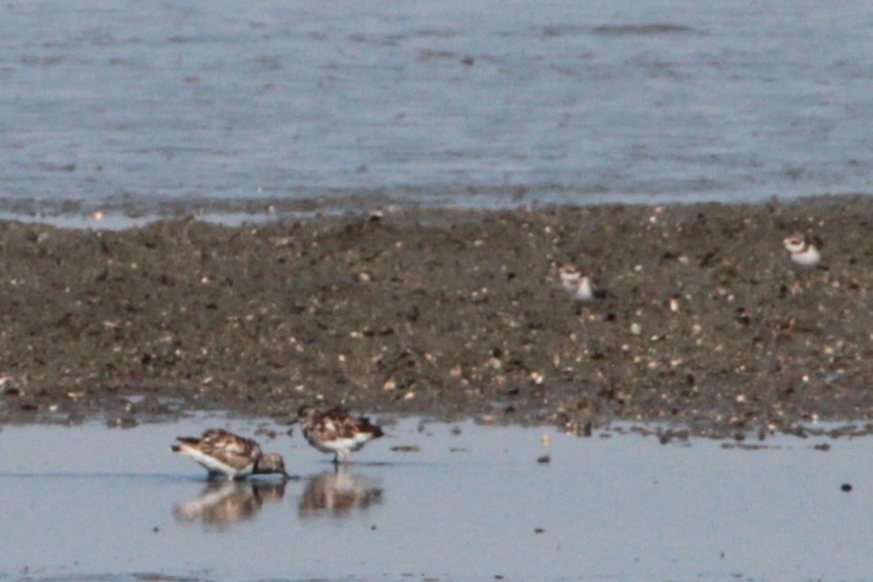 Ruddy Turnstone - ML620759929