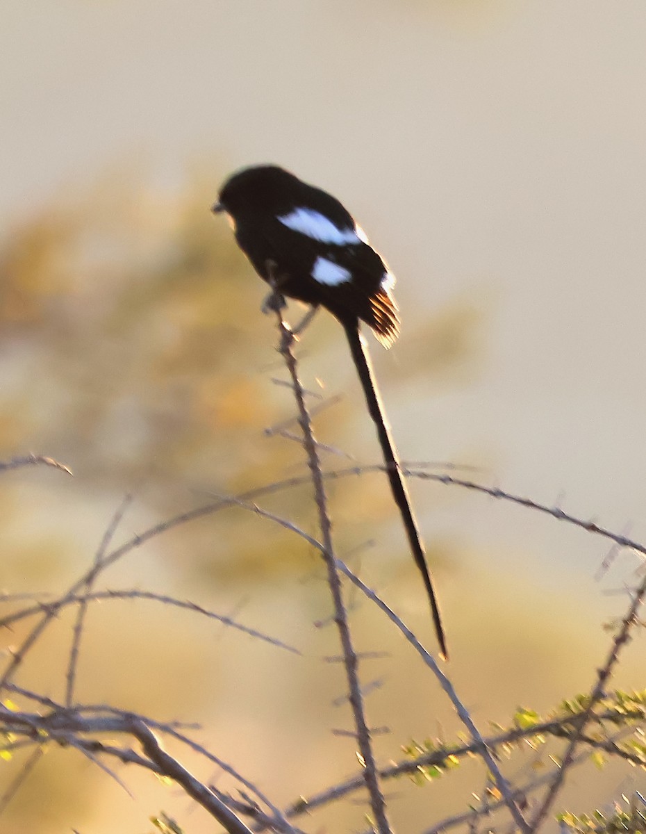 Magpie Shrike - ML620759930