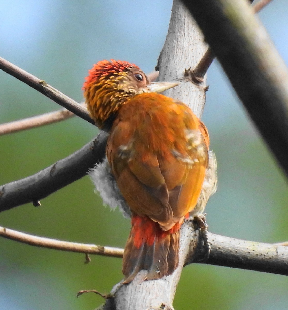 Red-rumped Woodpecker - ML620759936