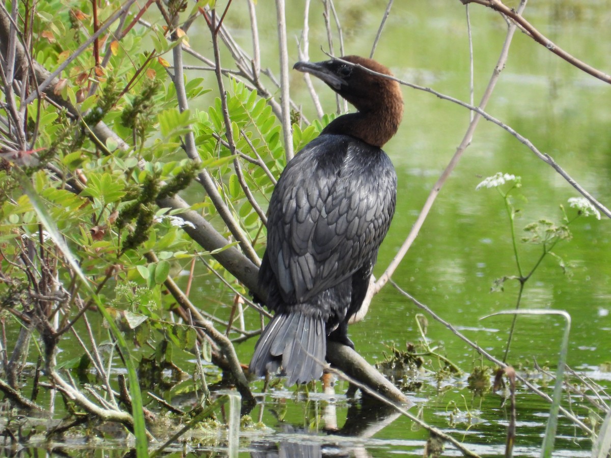 Pygmy Cormorant - ML620759939