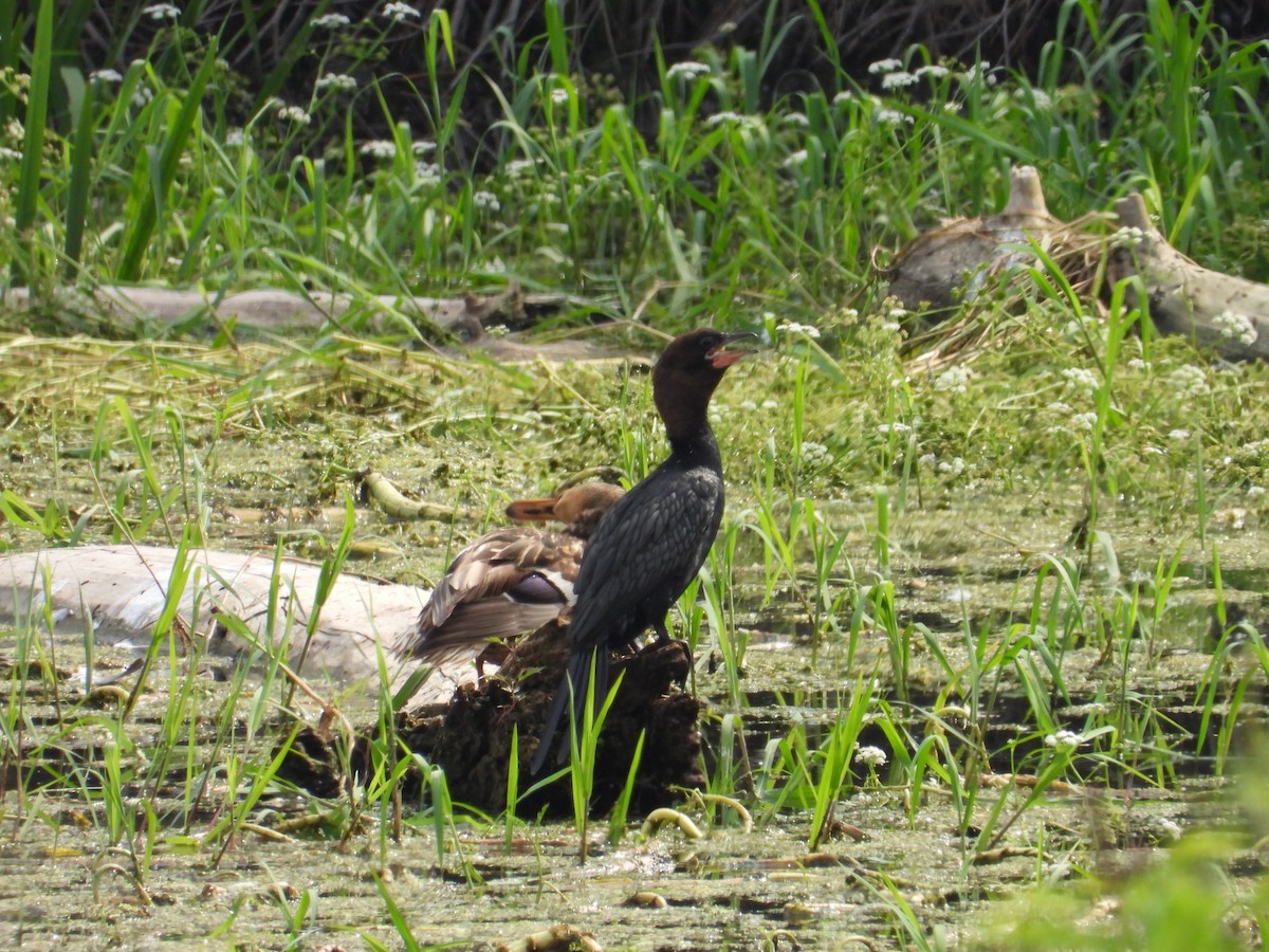 Pygmy Cormorant - ML620759940