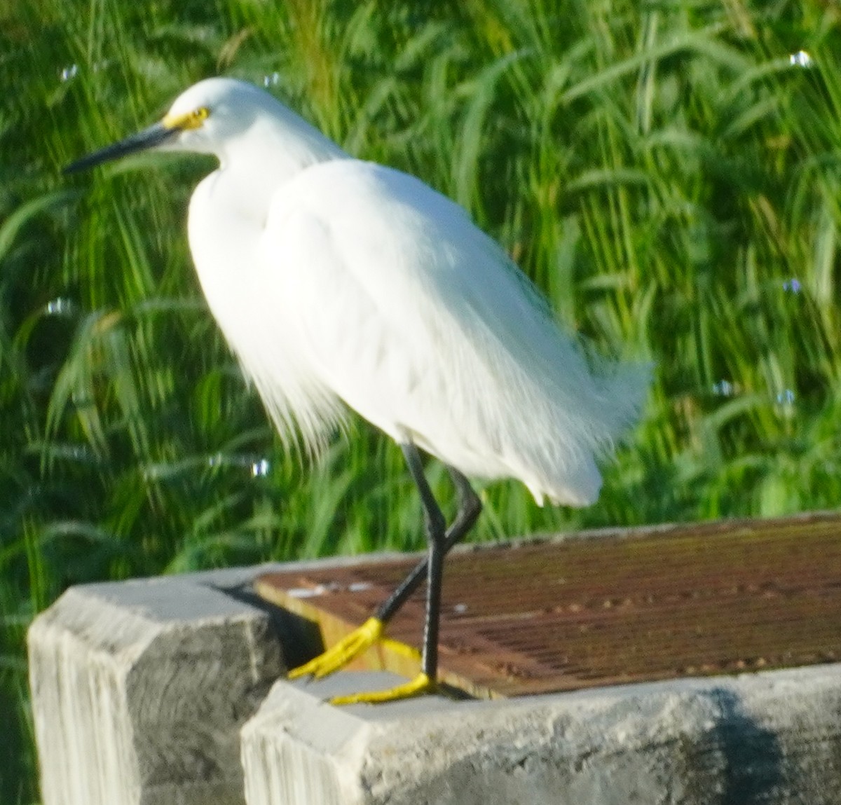 Snowy Egret - John McCallister