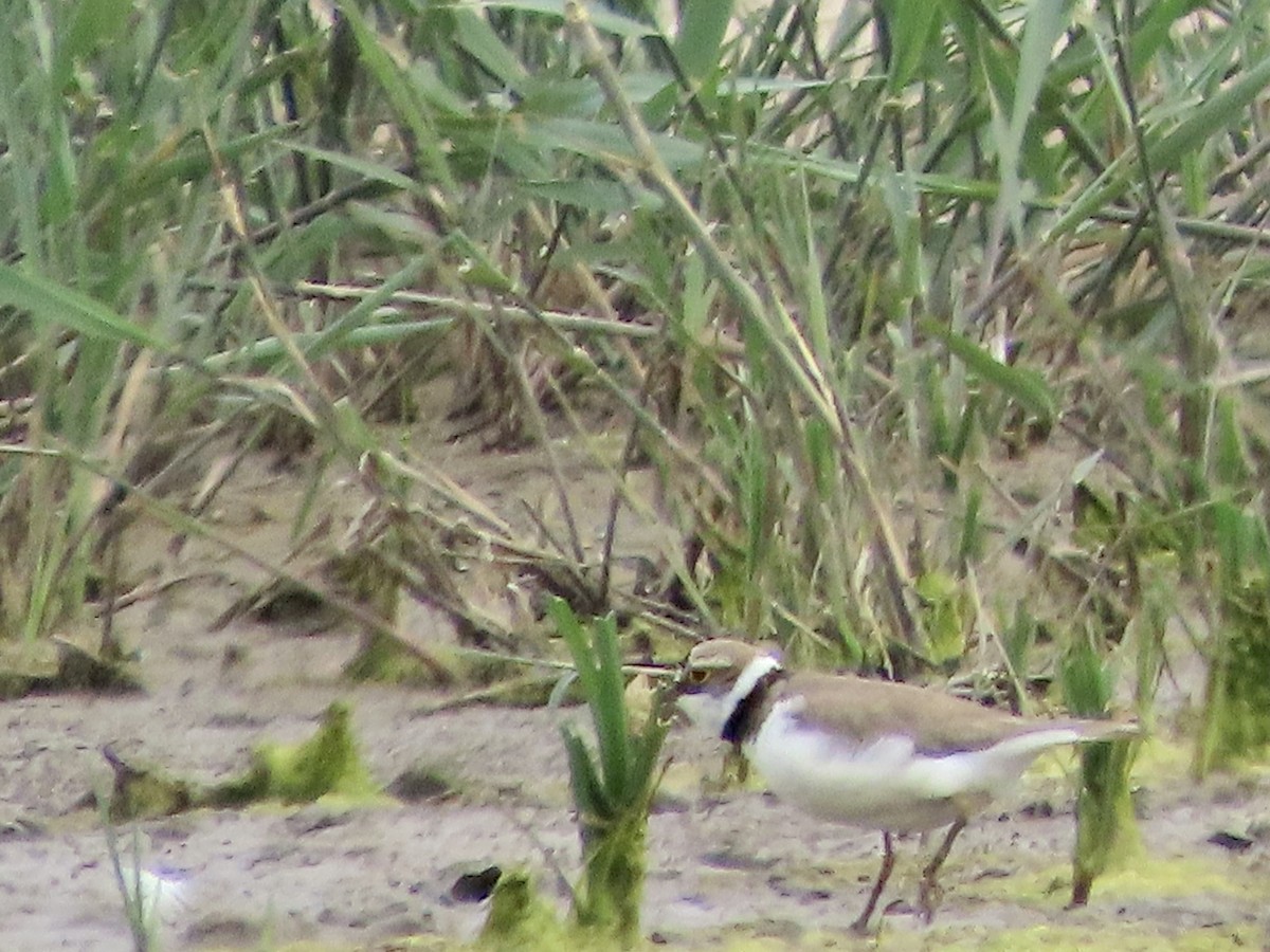 Little Ringed Plover - ML620759950