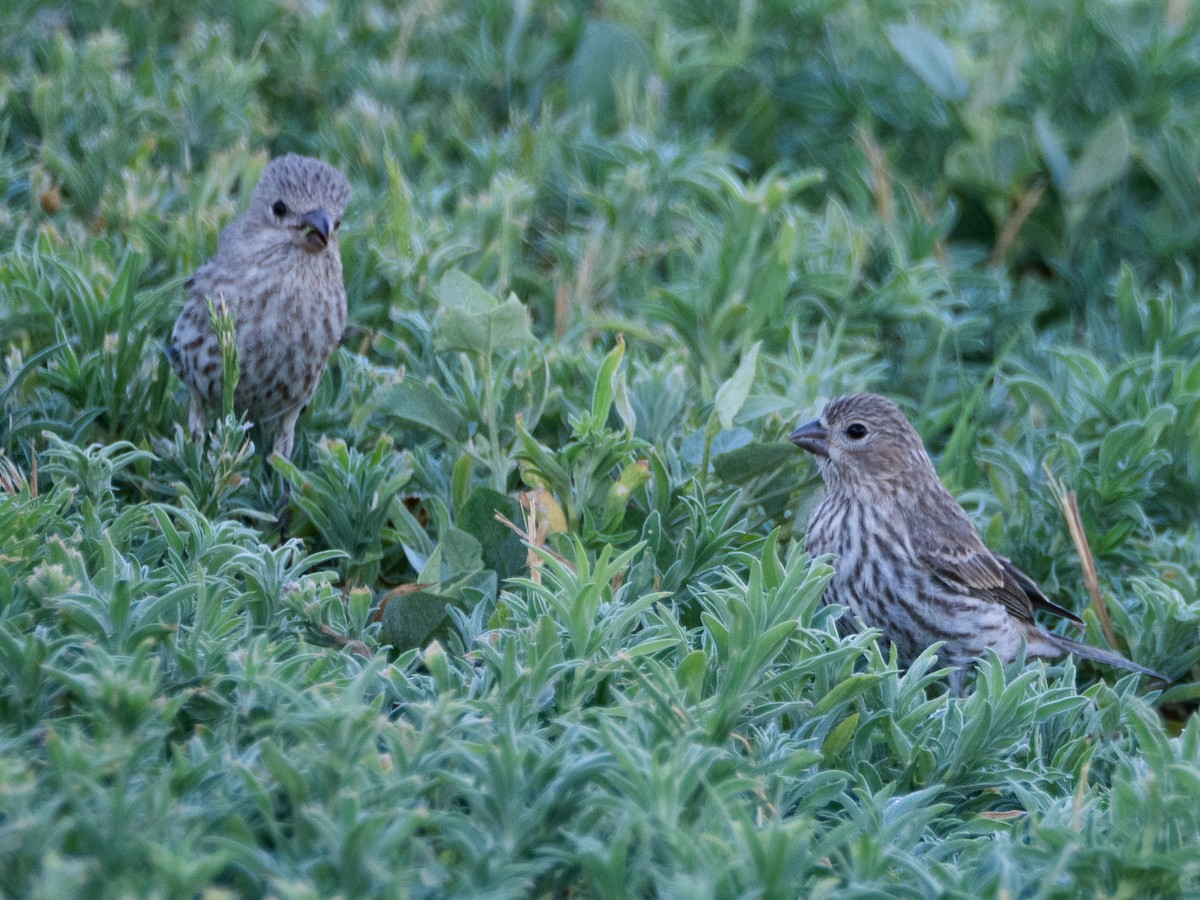 House Finch - ML620759952