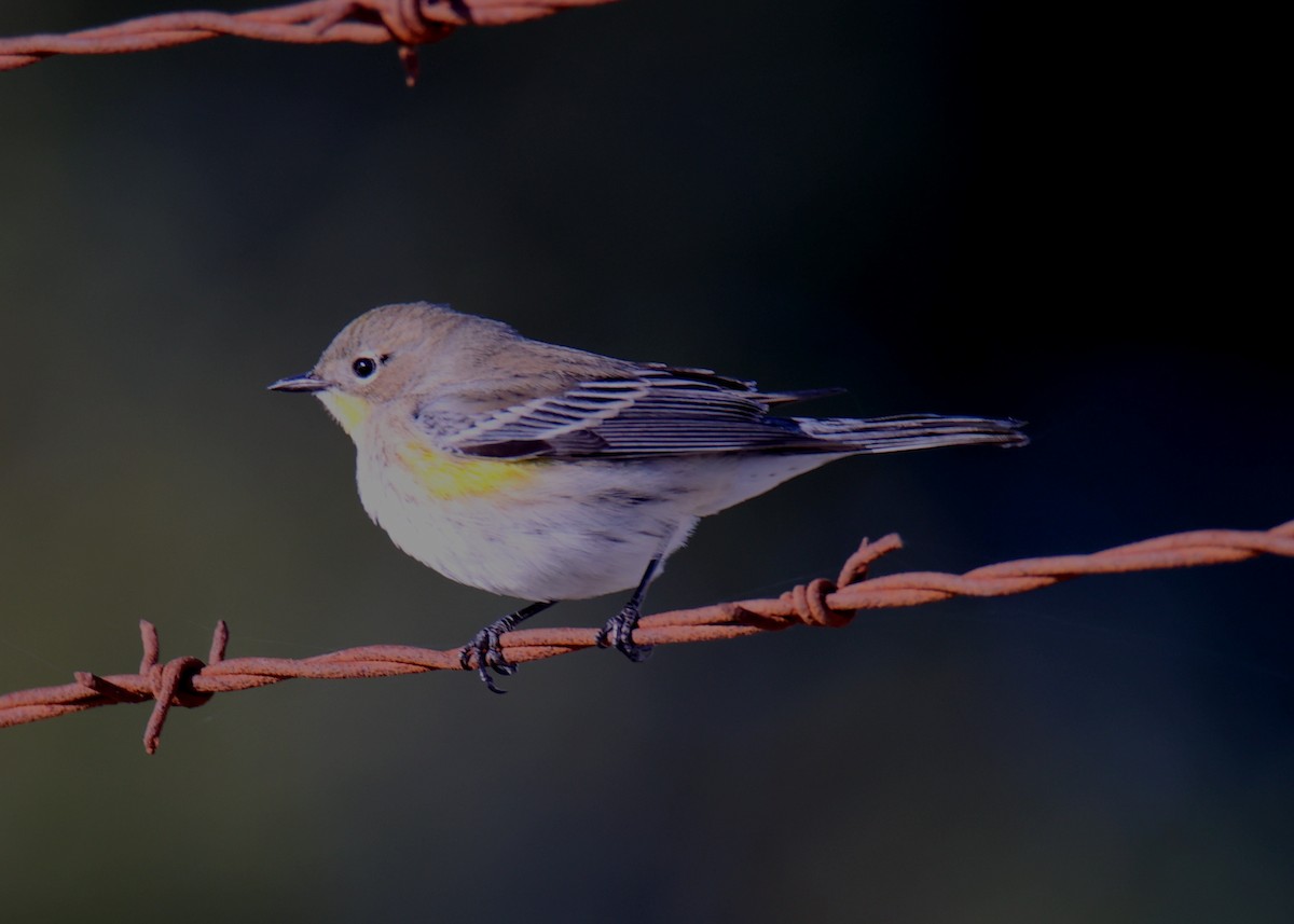 Yellow-rumped Warbler - ML620759953